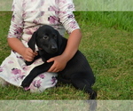 Small #1 Labrador Retriever