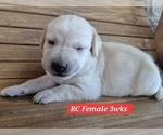 Small Photo #136 Labrador Retriever Puppy For Sale in EDGEWOOD, TX, USA