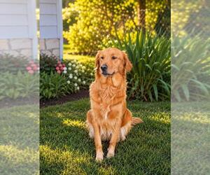 Mother of the Golden Retriever puppies born on 07/13/2026