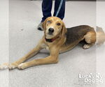Small Retriever Mix