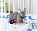 Small Photo #6 French Bulldog Puppy For Sale in GREENPORT, NY, USA