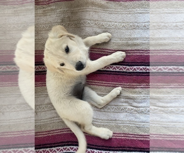 Medium Photo #1 Goberian Puppy For Sale in RIVERSIDE, CA, USA
