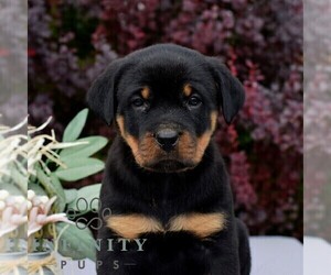 Rottweiler Puppy for sale in AARONSBURG, PA, USA