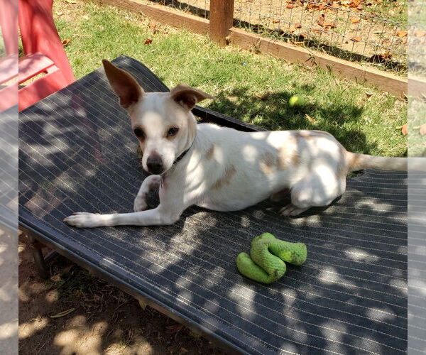 Medium Photo #2 Italian Greyhuahua Puppy For Sale in Lindsay, CA, USA
