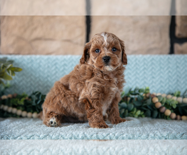 Medium Photo #18 Poodle (Miniature)-ShihPoo Mix Puppy For Sale in SUGARCREEK, OH, USA