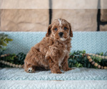 Small Photo #18 Poodle (Miniature)-ShihPoo Mix Puppy For Sale in SUGARCREEK, OH, USA