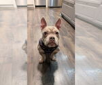 Small #4 American Bulldog Mix