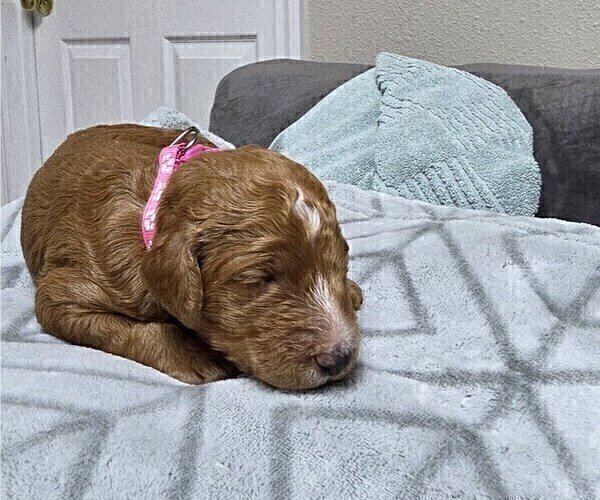 Medium Photo #43 Goldendoodle Puppy For Sale in COLLINSVILLE, IL, USA