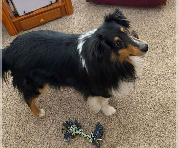 Medium Photo #4 Mutt Puppy For Sale in Pueblo West, CO, USA