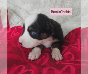 Australian Shepherd Puppy for sale in PHOENIX, AZ, USA