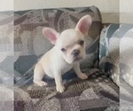Small #5 French Bulldog