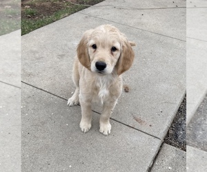 Goldendoodle-Unknown Mix Puppy for sale in STILLMAN VALLEY, IL, USA