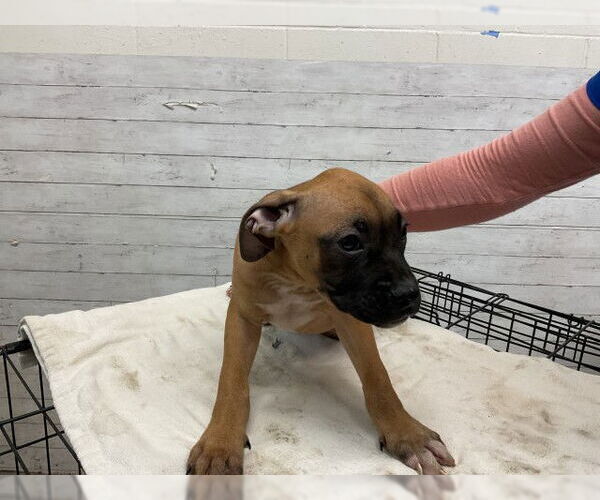 Medium Photo #1 Boxer Puppy For Sale in San Bernardino, CA, USA