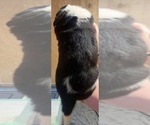 Small #3 Cane Corso-Saint Bernard Mix