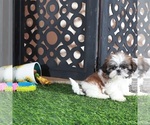 Small #2 Shih Tzu