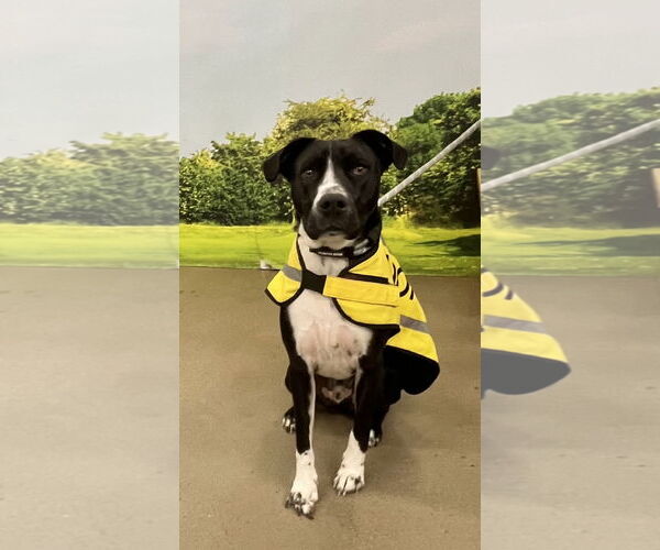 Medium Photo #3 Mutt Puppy For Sale in Munford, TN, USA