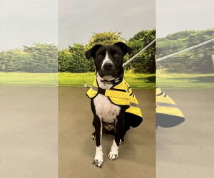 Daddio - Male Mutt Dog for Adoption - Photo #3