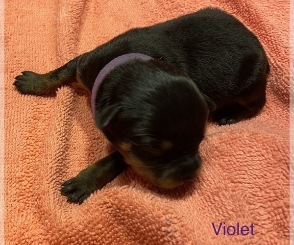 Medium Photo #3 Rottweiler Puppy For Sale in FAYETTEVILLE, PA, USA