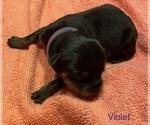 Small Photo #3 Rottweiler Puppy For Sale in FAYETTEVILLE, PA, USA