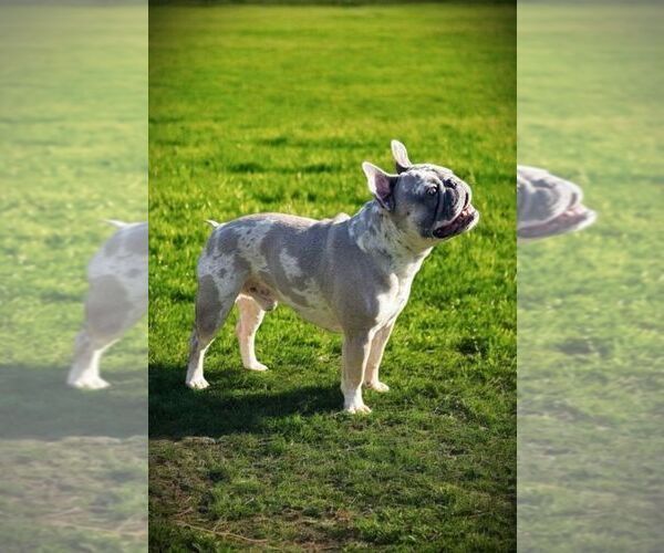 Medium Photo #1 French Bulldog Puppy For Sale in CAPE CORAL, FL, USA