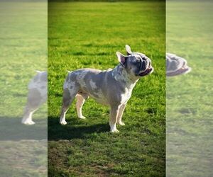 Father of the French Bulldog puppies born on 11/29/2025