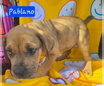 Small #3 Catahoula Leopard Dog Mix