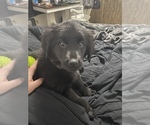 Small Photo #2 Labrador Retriever-Newfoundland Mix Puppy For Sale in OSAKIS, MN, USA