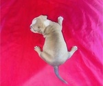 Small #4 American Bully