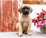 Small #4 Mastiff