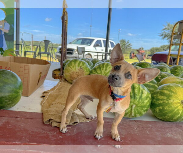 Medium Photo #8 Chihuahua-Unknown Mix Puppy For Sale in PIPE CREEK, TX, USA
