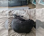 Small #1 American Staffordshire Terrier Mix