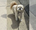 Small #2 Shih Tzu