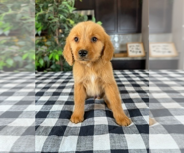 Medium Photo #5 Golden Retriever Puppy For Sale in GREENWOOD, IN, USA