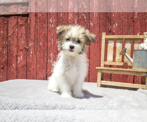 Maltipom Puppy for sale in MILLERSBURG, OH, USA