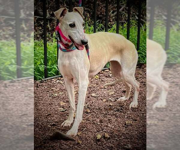 Medium Photo #1 Whippet Puppy For Sale in Cherry Hill, NJ, USA