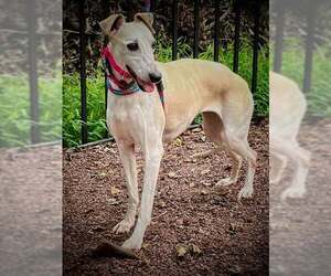Whippet Dogs for adoption in Cherry Hill, NJ, USA