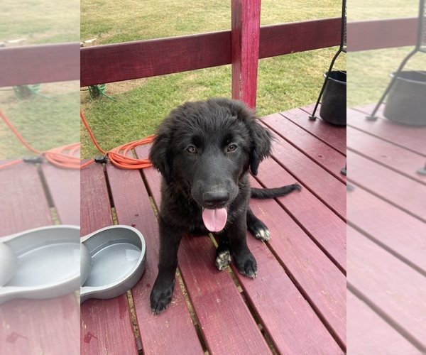 View Ad Great PyreneesLabradoodle Mix Puppy for Sale near Tennessee