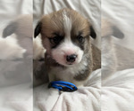 Puppy Blue collar Pembroke Welsh Corgi