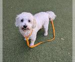 SANTIAGO - Male Poodle (Miniature) Dog for Adoption - Small photo