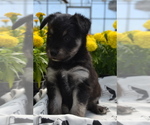 Small #1 Alaskan Klee Kai-Pomeranian Mix