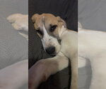 Small Photo #6 Great Pyredane Puppy For Sale in Fenton, MO, USA