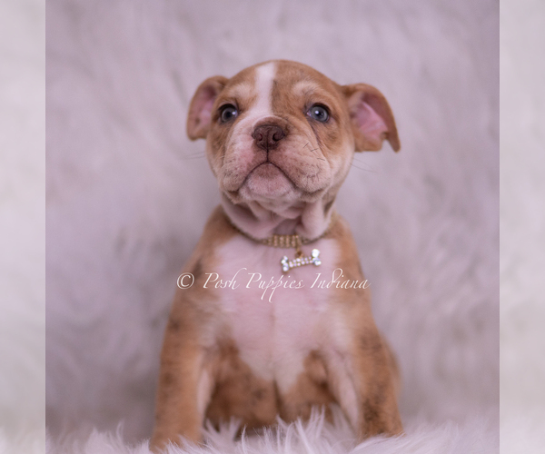 Medium Photo #39 English Bulldog Puppy For Sale in WARSAW, IN, USA