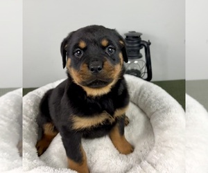 Rottweiler Puppy for sale in FRANKLIN, IN, USA