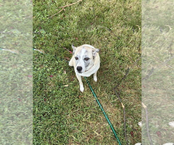 Medium Photo #4 Mutt Puppy For Sale in Evansville, IN, USA