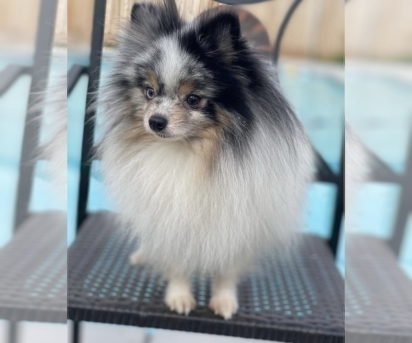 Medium Photo #1 Pomeranian Puppy For Sale in ATWATER, CA, USA
