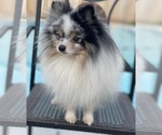 Small Photo #1 Pomeranian Puppy For Sale in ATWATER, CA, USA