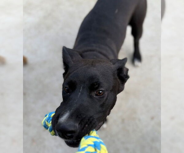 Medium Photo #5 Mutt Puppy For Sale in Germantown, OH, USA