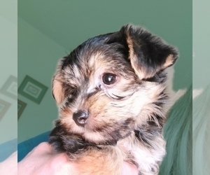 Havashire Puppy for sale in CHICKASHA, OK, USA