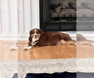 Mother of the Australian Shepherd puppies born on 03/14/2025