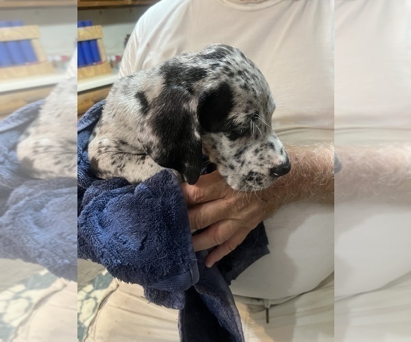 Medium Photo #6 Great Dane Puppy For Sale in SPRAGGS, PA, USA